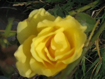 yellow rose 3