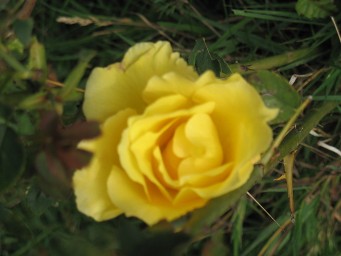 yellow rose 4