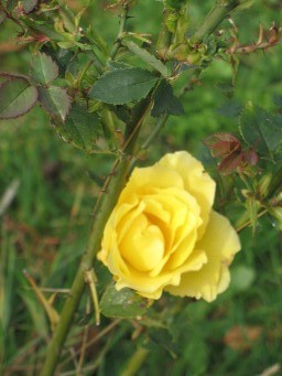 yellow rose 5