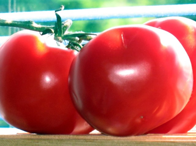 tomatoes 1